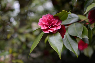 Close-up of pink rose plant