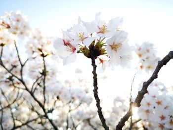 Low angle view of cherry blossom