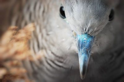 Close-up of a bird