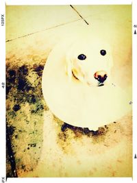 auto post production filter