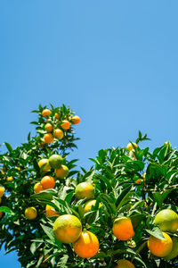 Orange tree with fresh ripe fruits against a bright blue sky, harvesting citrus fruits.