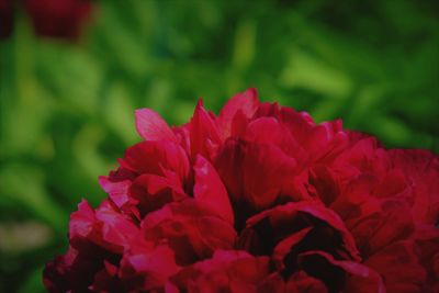 Close-up of red flowers blooming outdoors