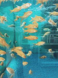 Fish swimming in tank