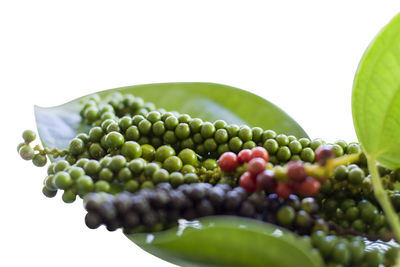 Close-up of grapes against white background