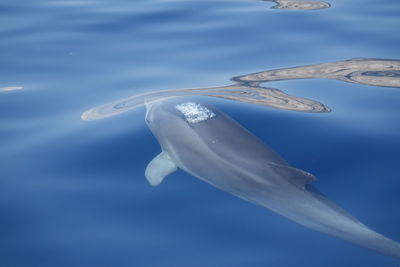 Fish swimming in sea