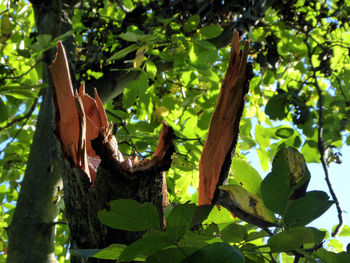 Low angle view of lizard on tree