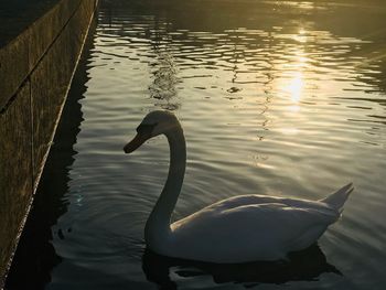 Swan swimming on lake