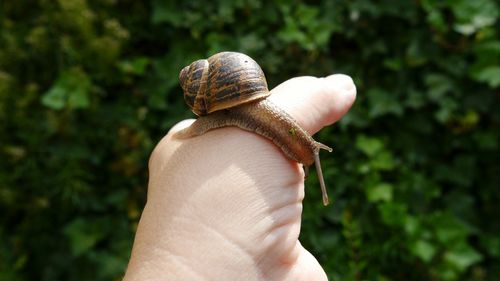 Close-up of snail on hand