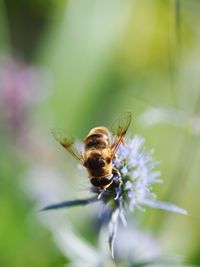 Close-up of bee on flower