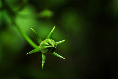 Close-up of green lizard on leaf