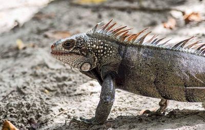 Side view of an iguana in the wild
