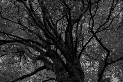 Low angle view of bare tree against sky