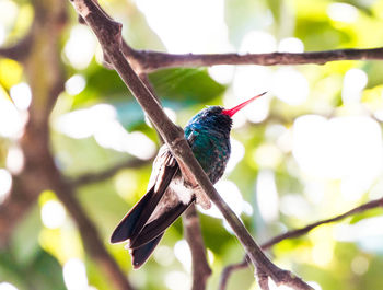 Low angle view of bird perching on tree