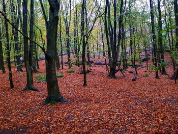 Trees in forest during autumn