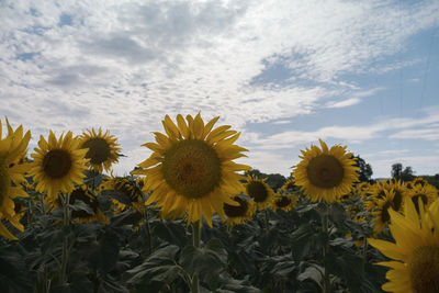 Sunflowers blooming on field against sky