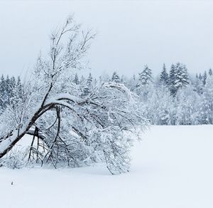 Bare trees on snow covered field