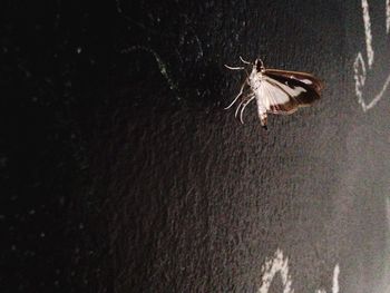 Close-up of bird in water