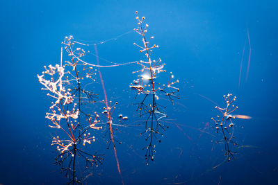Low angle view of flowering plants against blue sky
