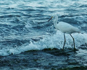 View of birds in water