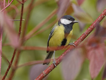 Close-up of bird perching on branch