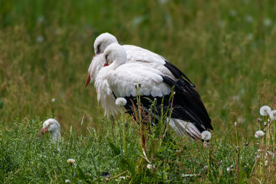 Close-up of white bird perching on grass