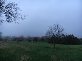 Bare trees on field against sky