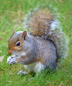 Close-up of squirrel