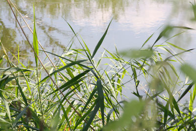 Close-up of grass by lake