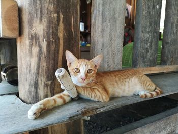 Portrait of ginger cat relaxing on wood