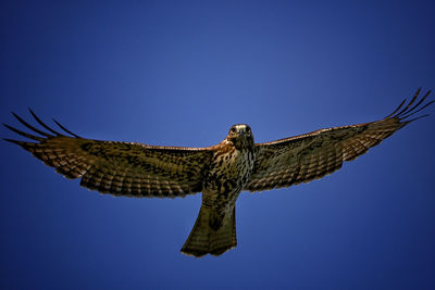 Low angle view of bird flying against clear sky