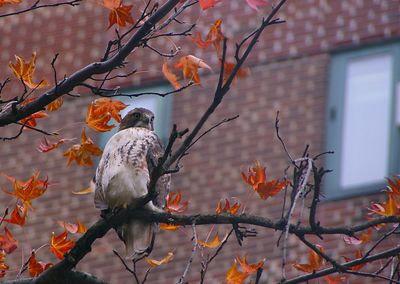 Low angle view of red-tailed hawk perching on autumn tree branch