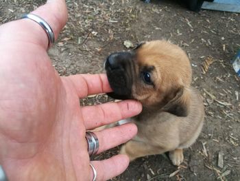Close-up of hand holding cat