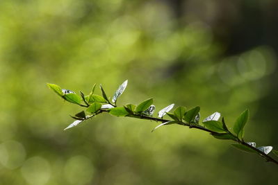 Close-up of leaves against blurred background