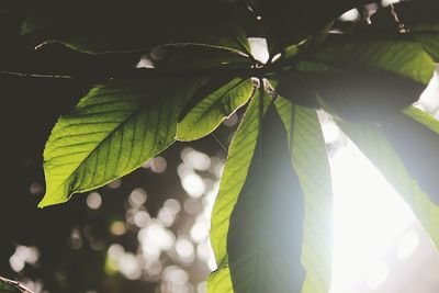 Low angle view of leaves on tree