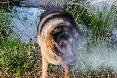 Dog looking away on field