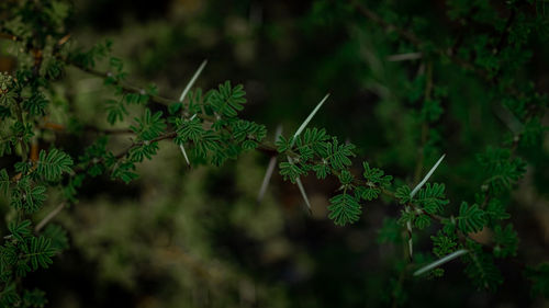 Grass in the wind 