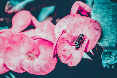Close-up of bee on pink flower