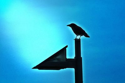 Bird perching on blue sky