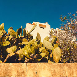 Cactus plants against blue sky