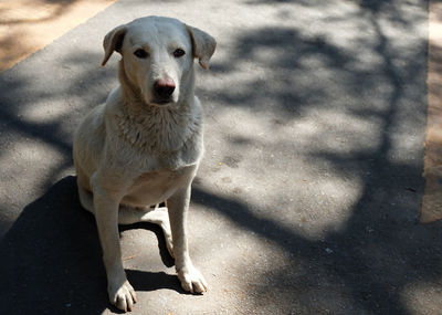 High angle portrait of dog on floor