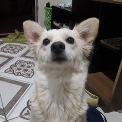 Close-up portrait of a dog at home