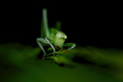 Close-up of plant over black background