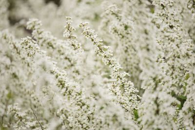 Close-up of white flowering plants on field