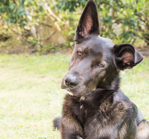 Close-up of a dog looking away