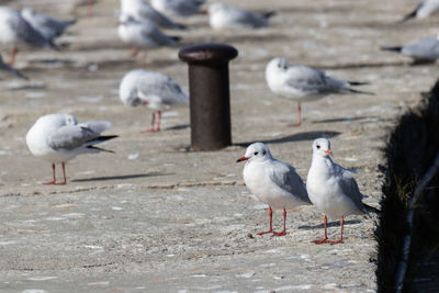 Seagulls perching on a land