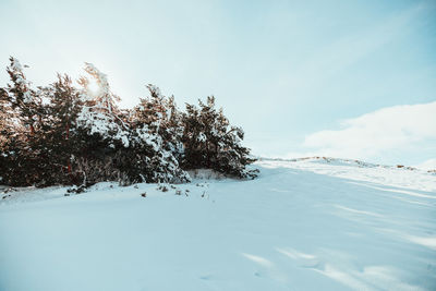 Trees on snow covered land against sky