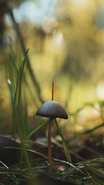 Close-up of mushroom growing on field