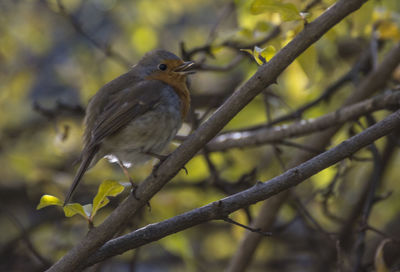 Close-up of bird perching on tree