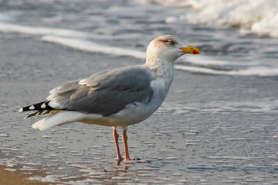 Close-up of seagull on beach