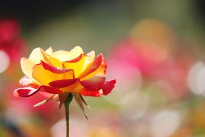 Close-up of orange rose